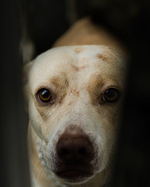 Free Close-Up Shot of a Dog  Stock Photo