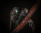 这张宏观照片详细展示了两只苍蝇在树枝上交配的场景，突出了昆虫的特征