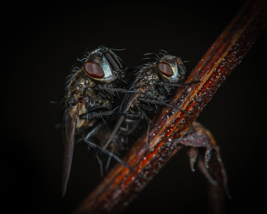 2 flies on a branch