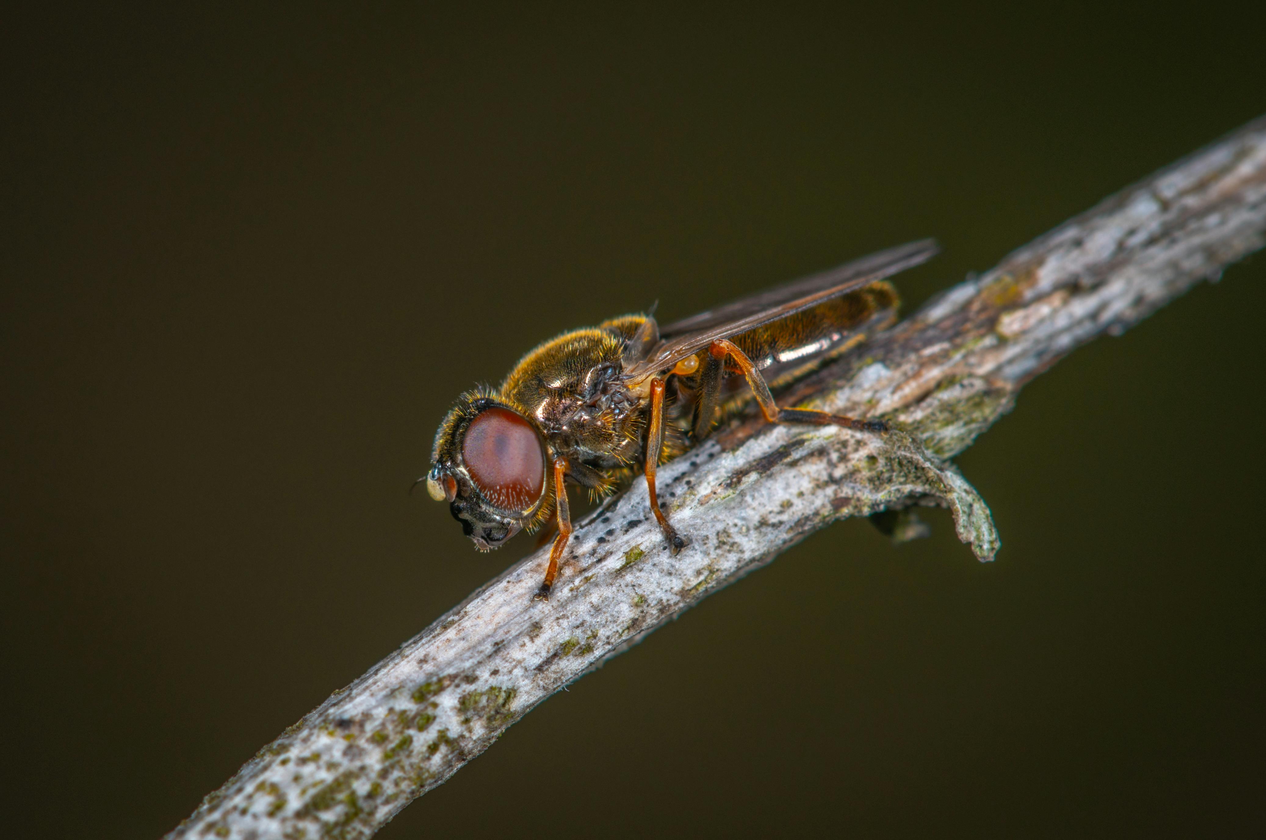 Brown 8 Legged Insect on Black Surface \u00b7 Free Stock Photo