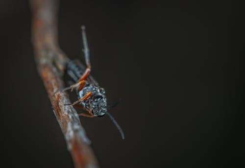 Macro Photography of Black Insect on Brown Twig