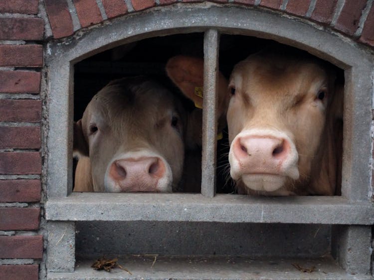 Brown Cows In Peeking On The Window Of Their Barn