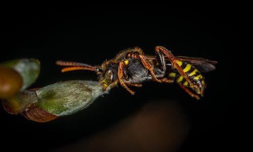 Macro Photography of Wasp