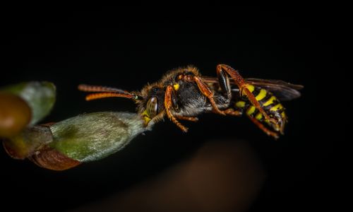 Wasp macro photo