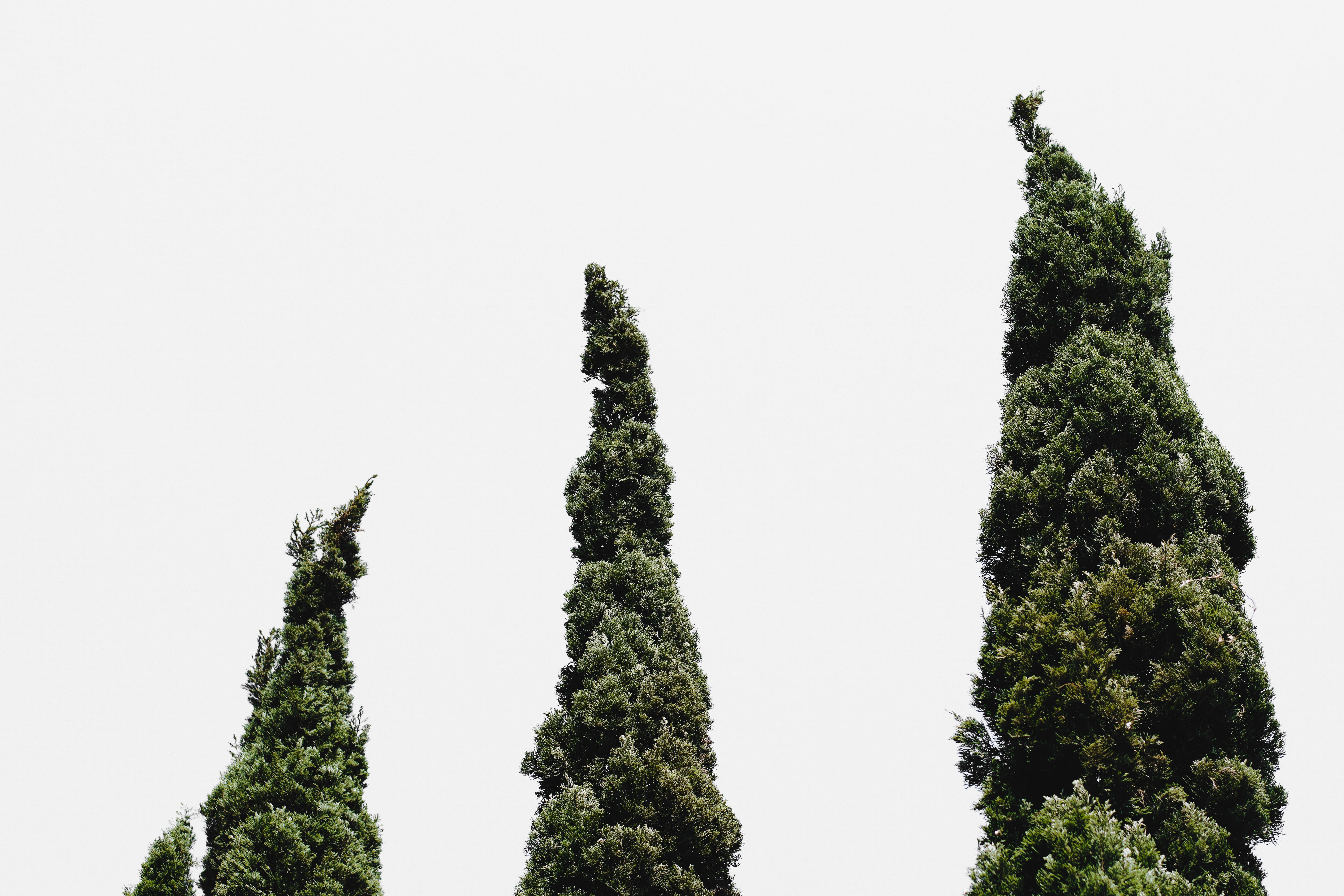 Fotomural Primer plano de altos árboles de hoja perenne con un fondo de cielo limpio, enfatizando la naturaleza y el crecimiento.