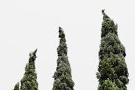 Worm's-eye View of Three Green Leafed Trees
