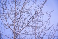 Leafless Tree Under Blue Sky