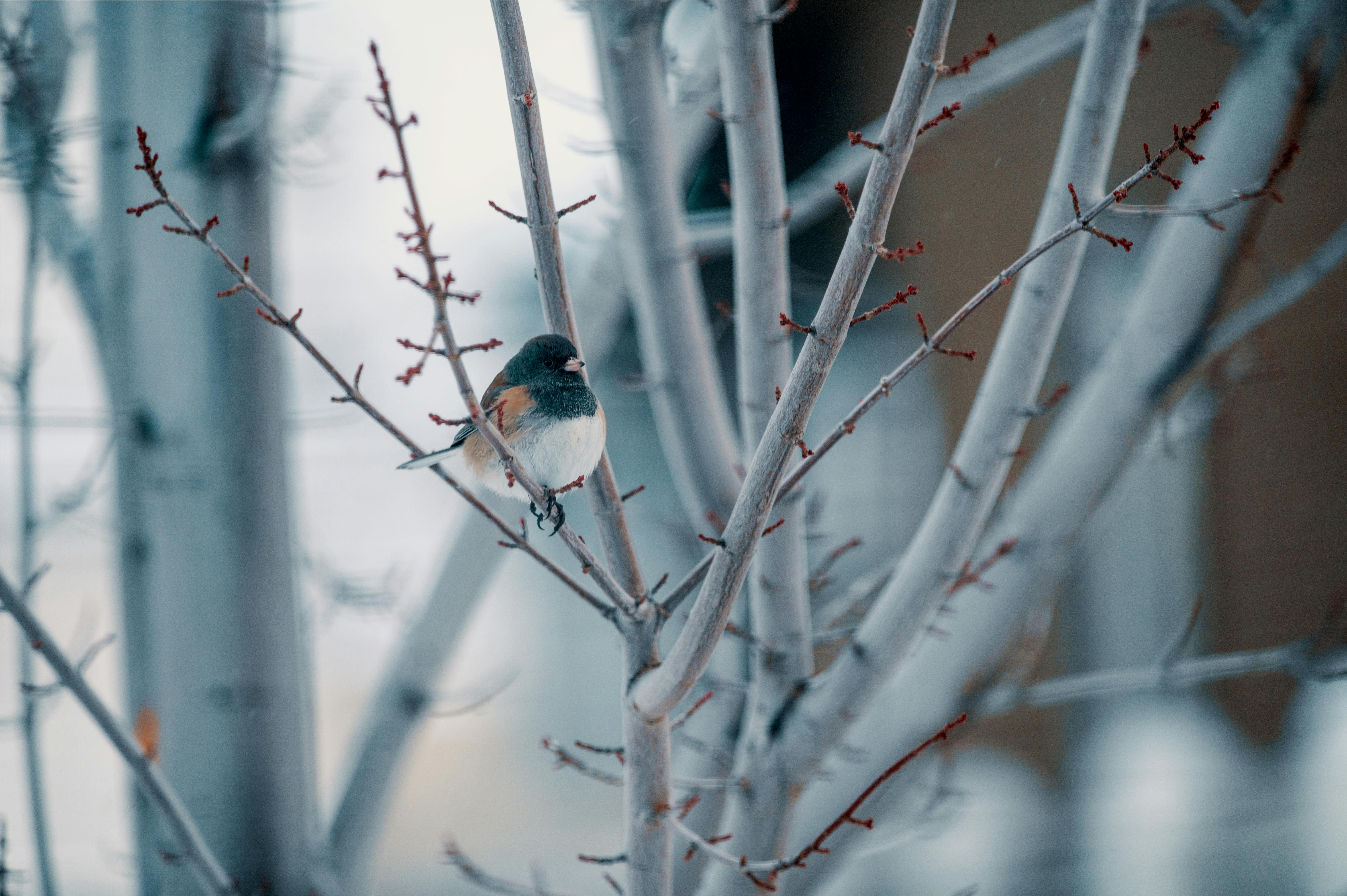 Close Up Of Bird Perching · Free Stock Photo