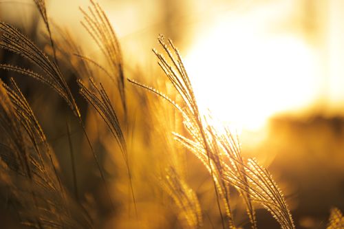 Free Close-up view of sunlit rye ears during golden hour in a serene field setting. Stock Photo