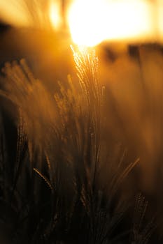 Sunlight glows through grasses in a meadow, creating a warm and serene sunset scene.