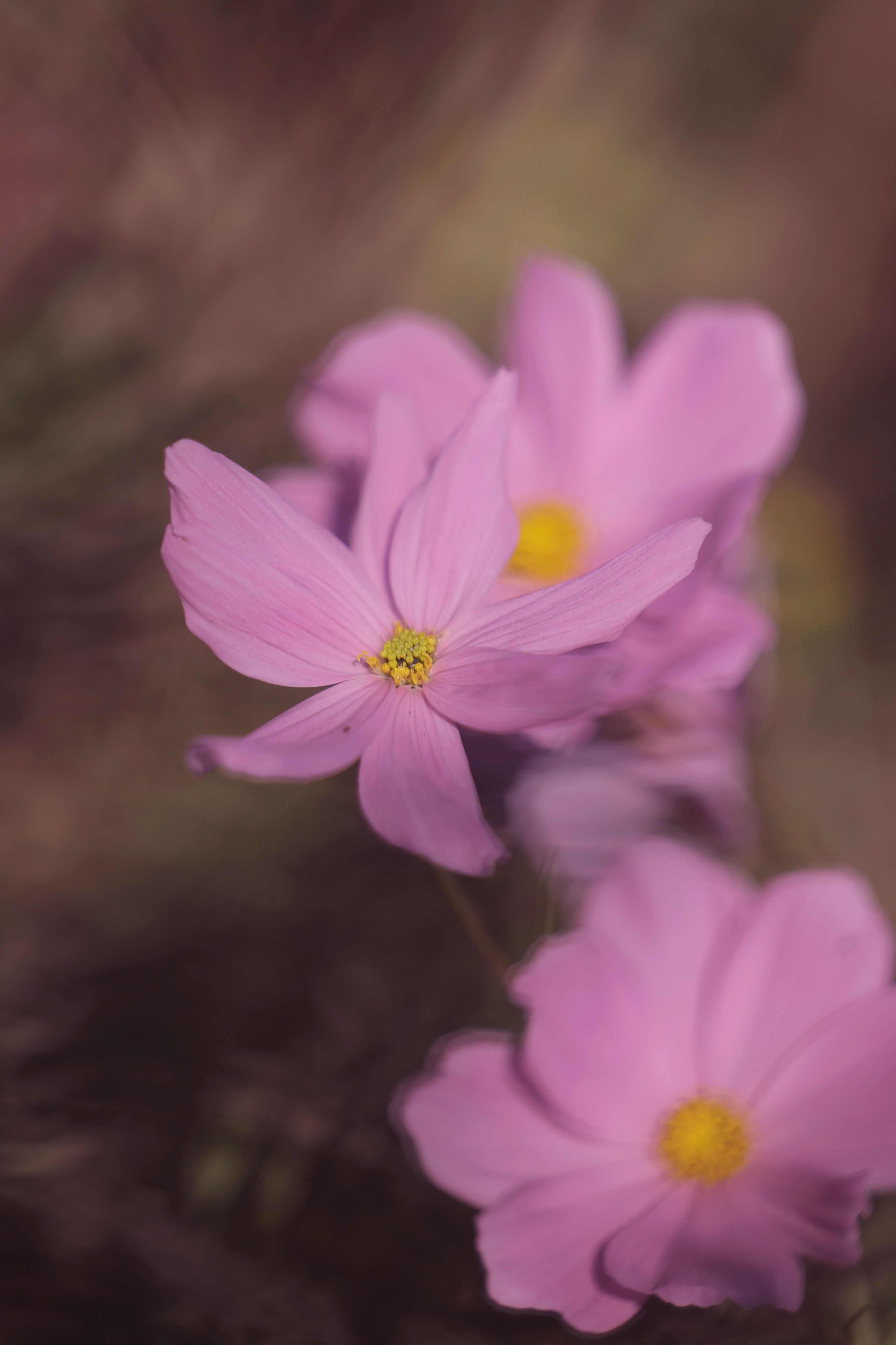 Fotomural Captura la belleza de las flores cosmos rosas con un efecto de enfoque suave, perfecto para un fondo de pantalla de temática floral.