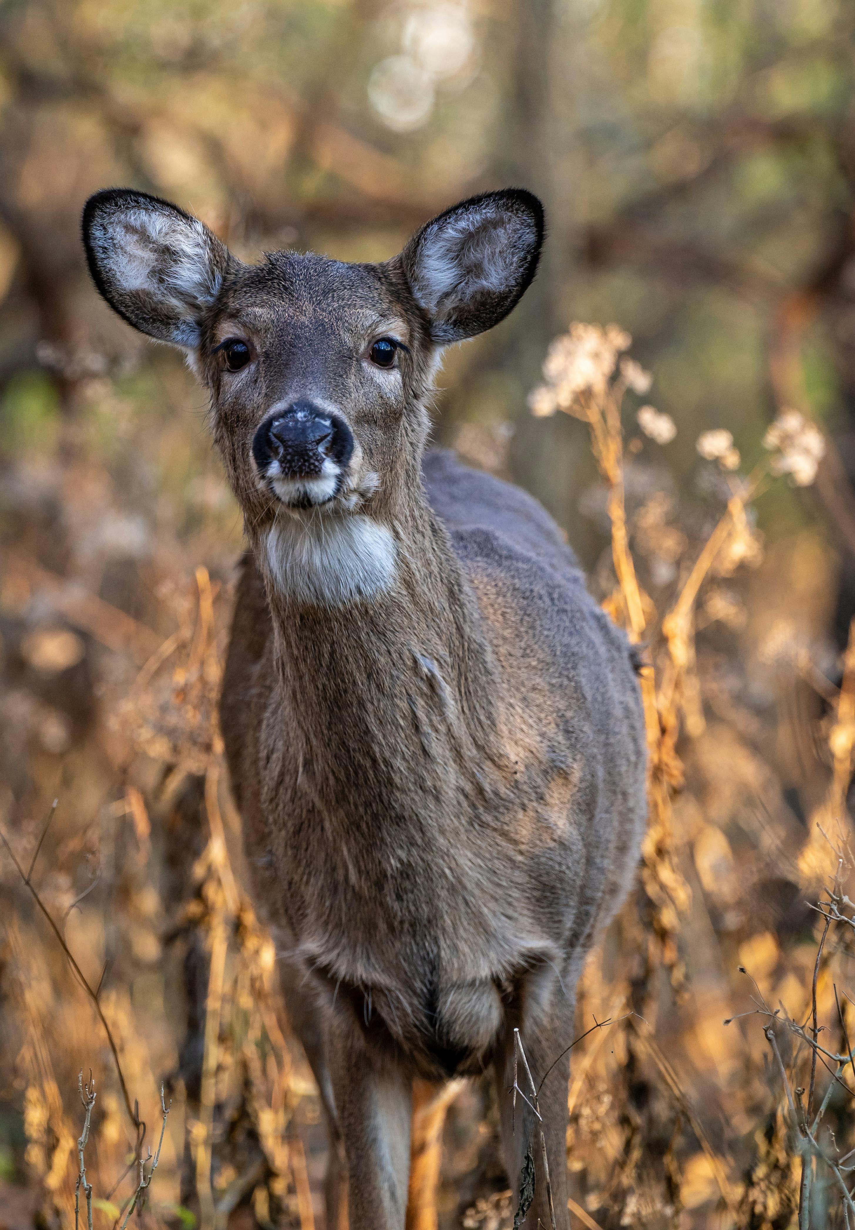 a close up shot of a brown deer