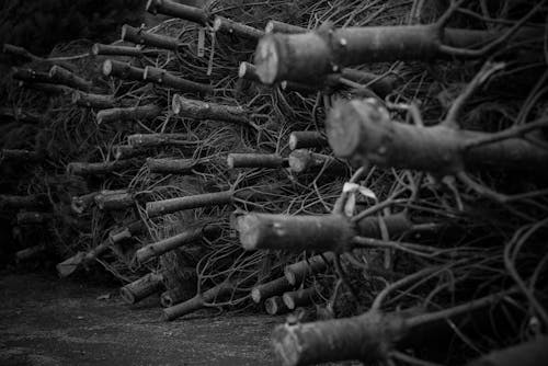 木柴, 特写, 砍伐树木 的 免费素材图片
