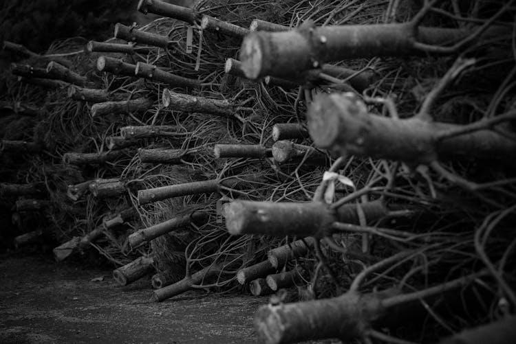 Pile Of Cut-Down Trees