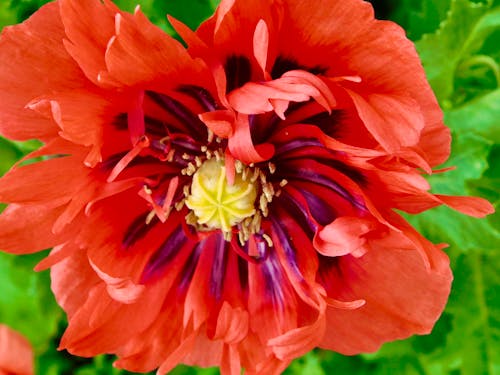 Free stock photo of beautiful poppy flower