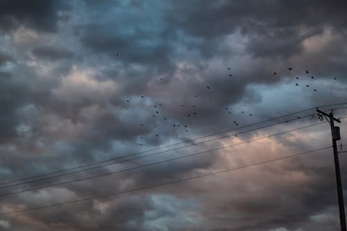 A Flock of Birds Flying Under a  Cloudy Sky