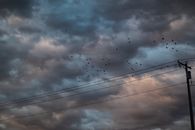 A Flock of Birds Flying Under a  Cloudy Sky