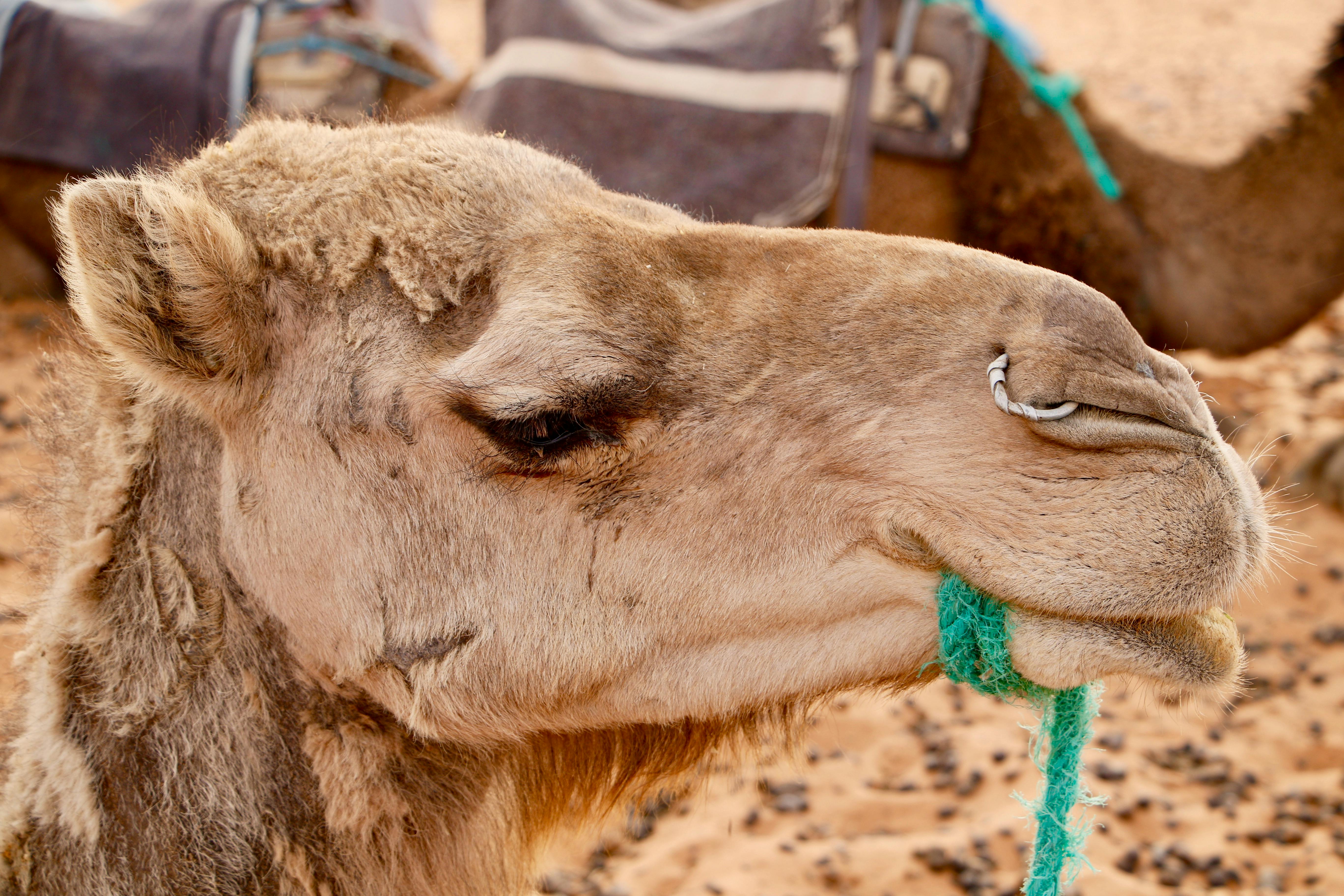 Free stock photo of camel, morocco
