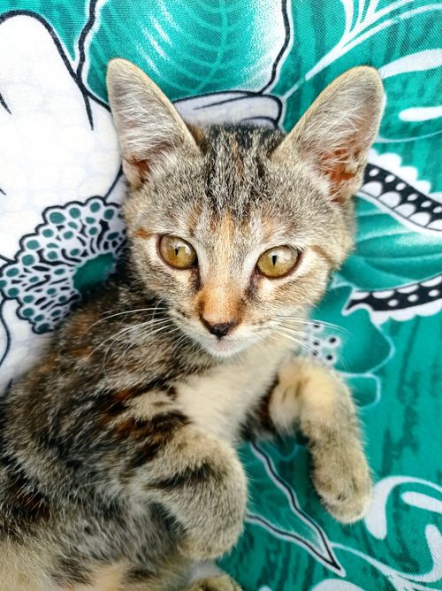 Free Close-up of a cute tabby kitten lying on a colorful patterned fabric in Indonesia. Stock Photo
