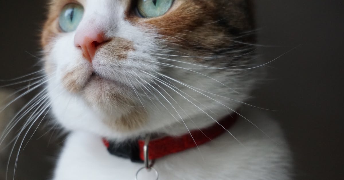 What pet should I get Dr Seuss questions