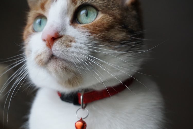 Cat Wearing A Collar With Bell