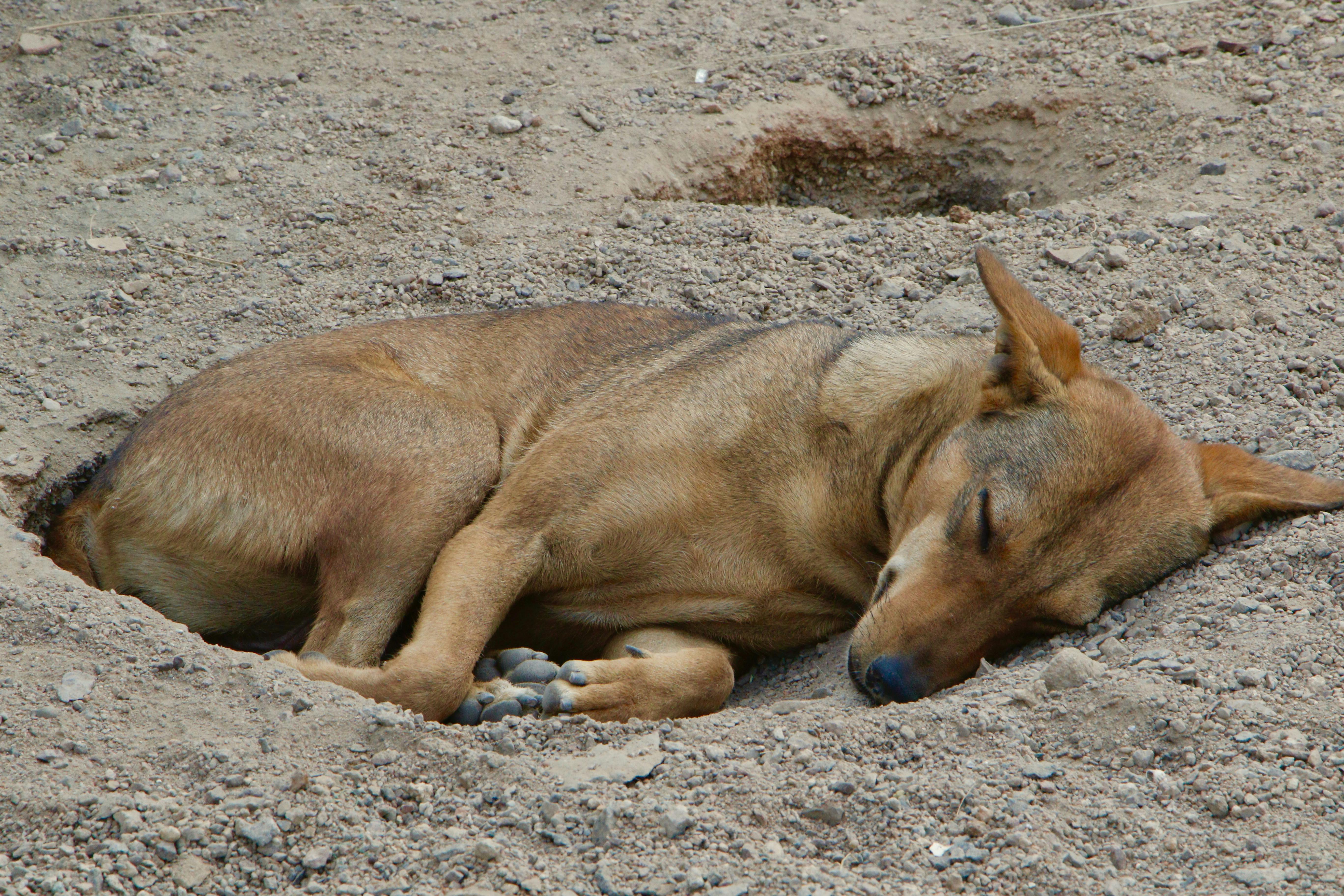 Free stock photo of dog, indian dog, sleeping dog