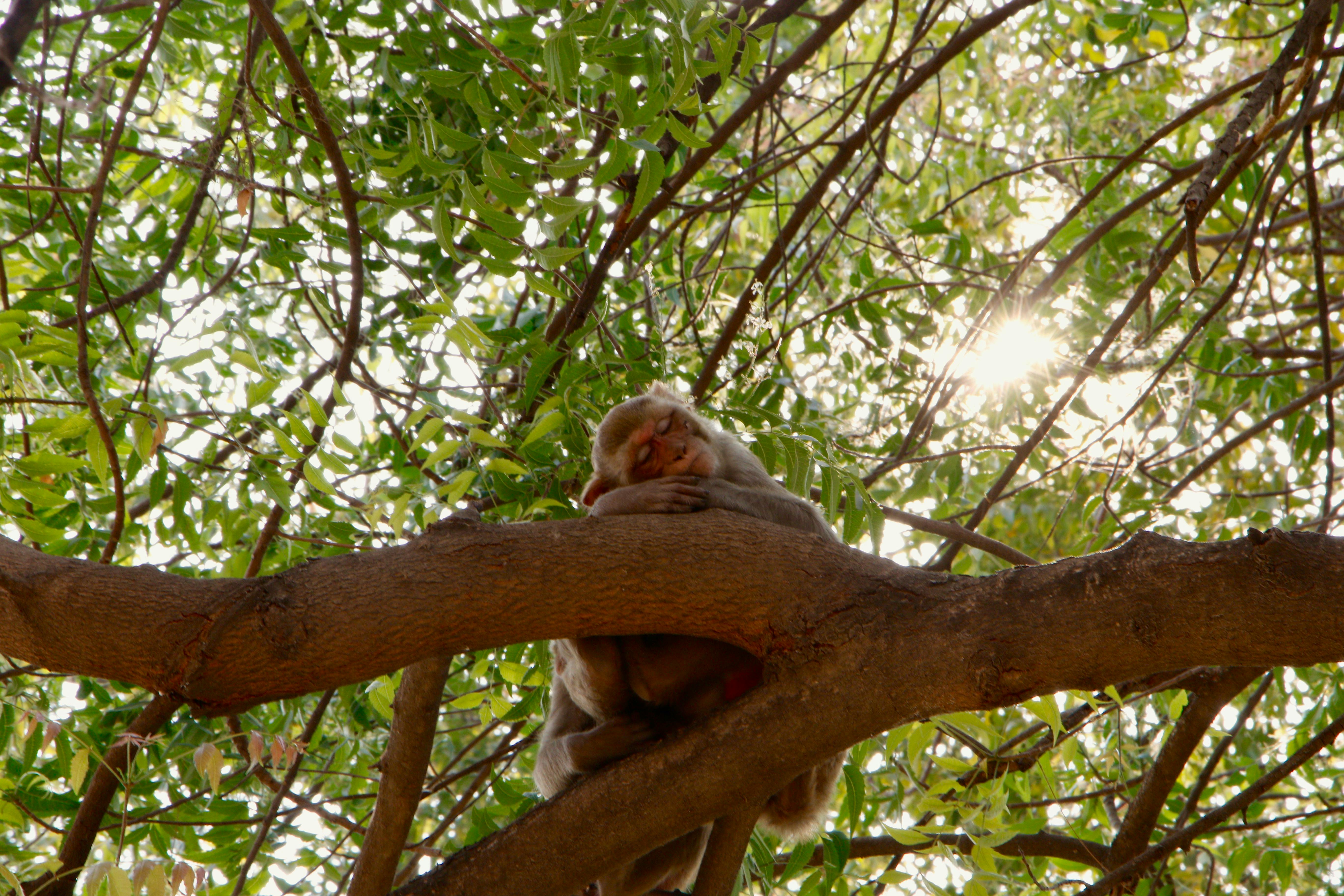 Free stock photo of india, monkey, monkey in tree