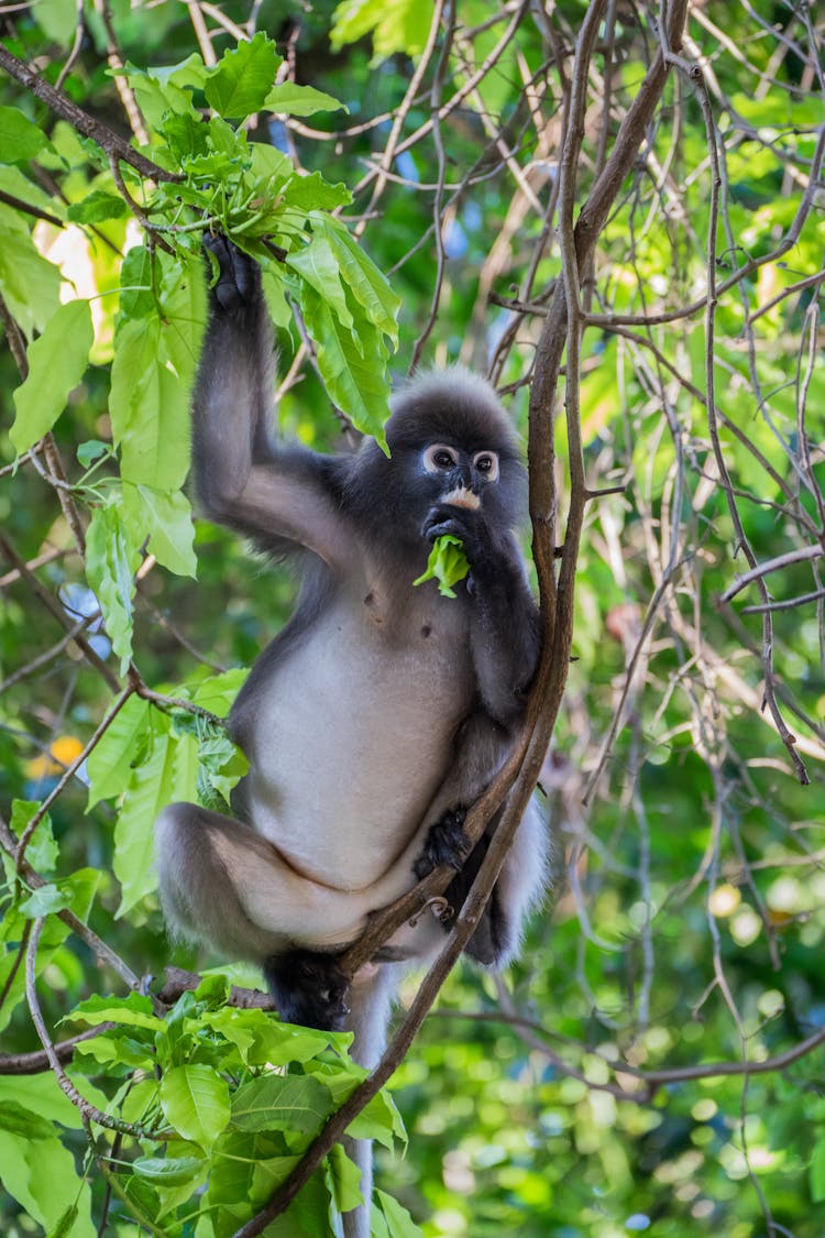 Monkey Eating Leaves