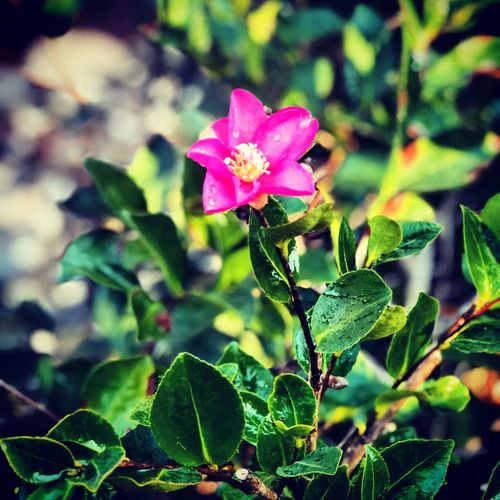 Free stock photo of fresh bloom, garden, sweet flower Stock Photo