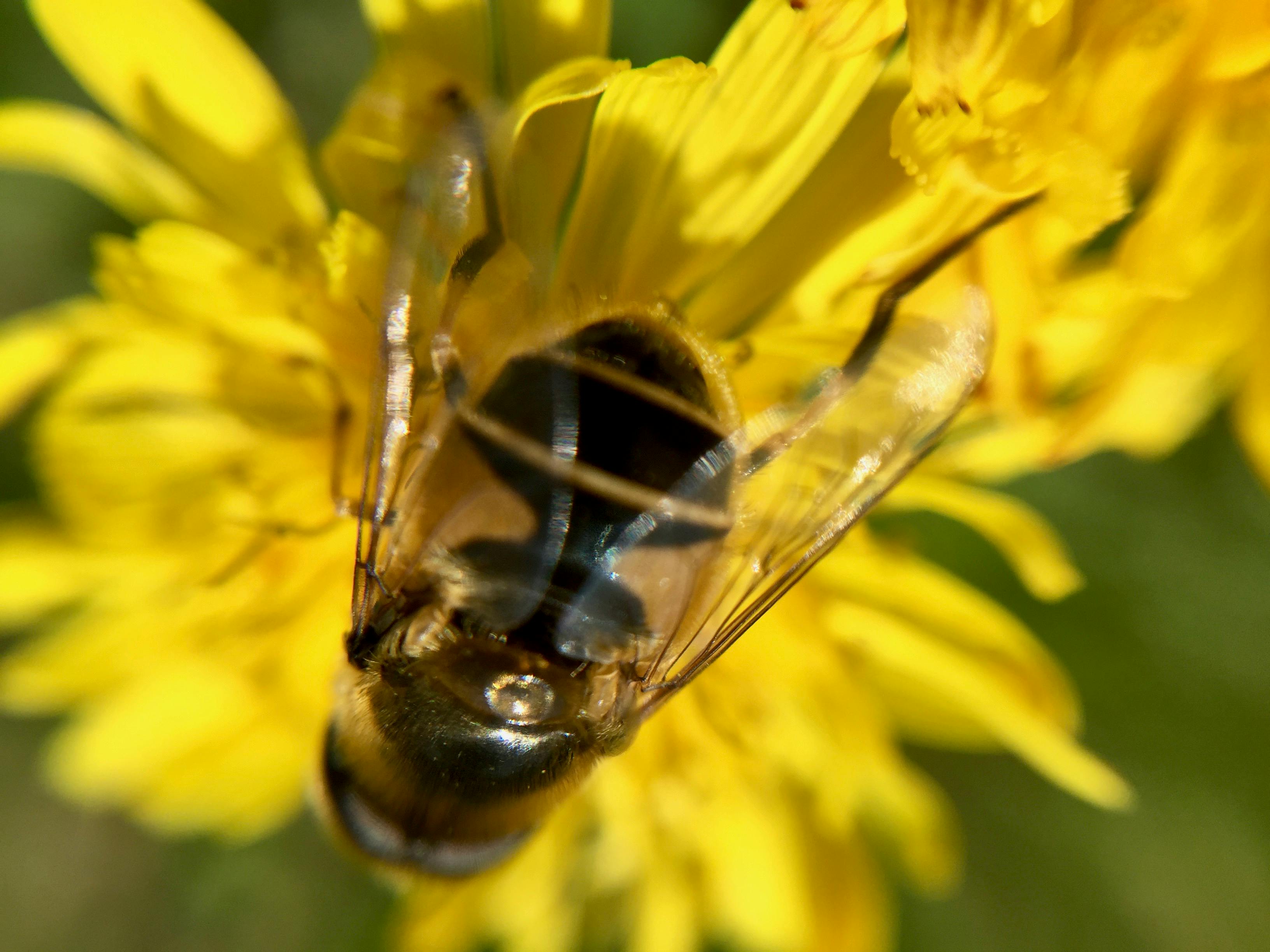 Free stock photo of bee, bee on flower, flower