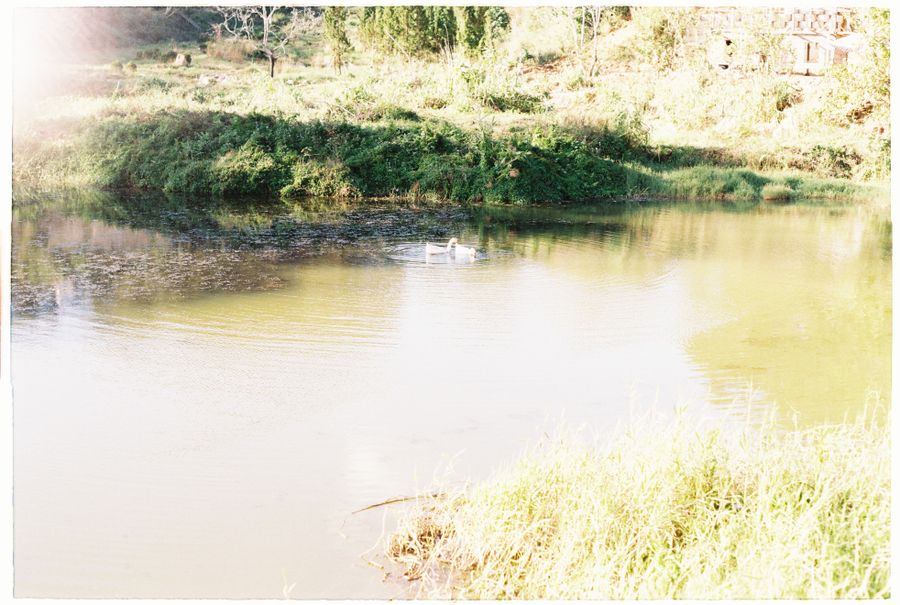 White ducks swimming on a pond