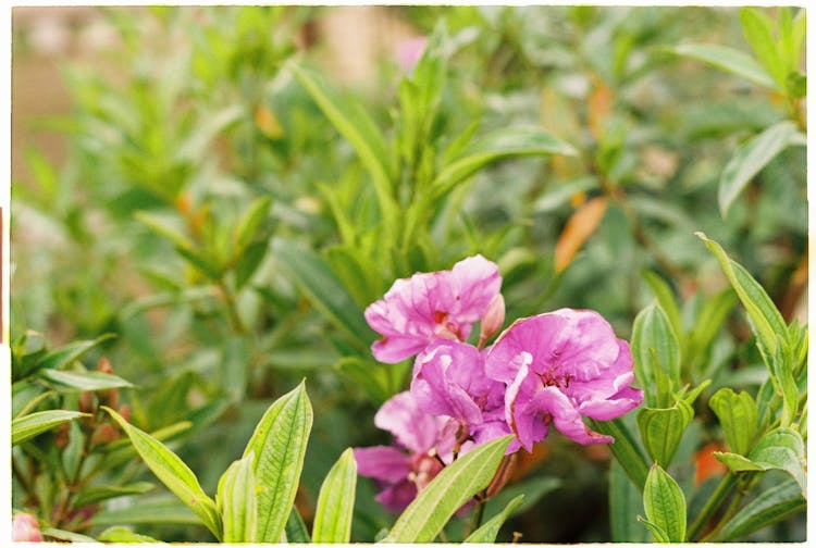 Pink Geranium Flowers On Green Plant