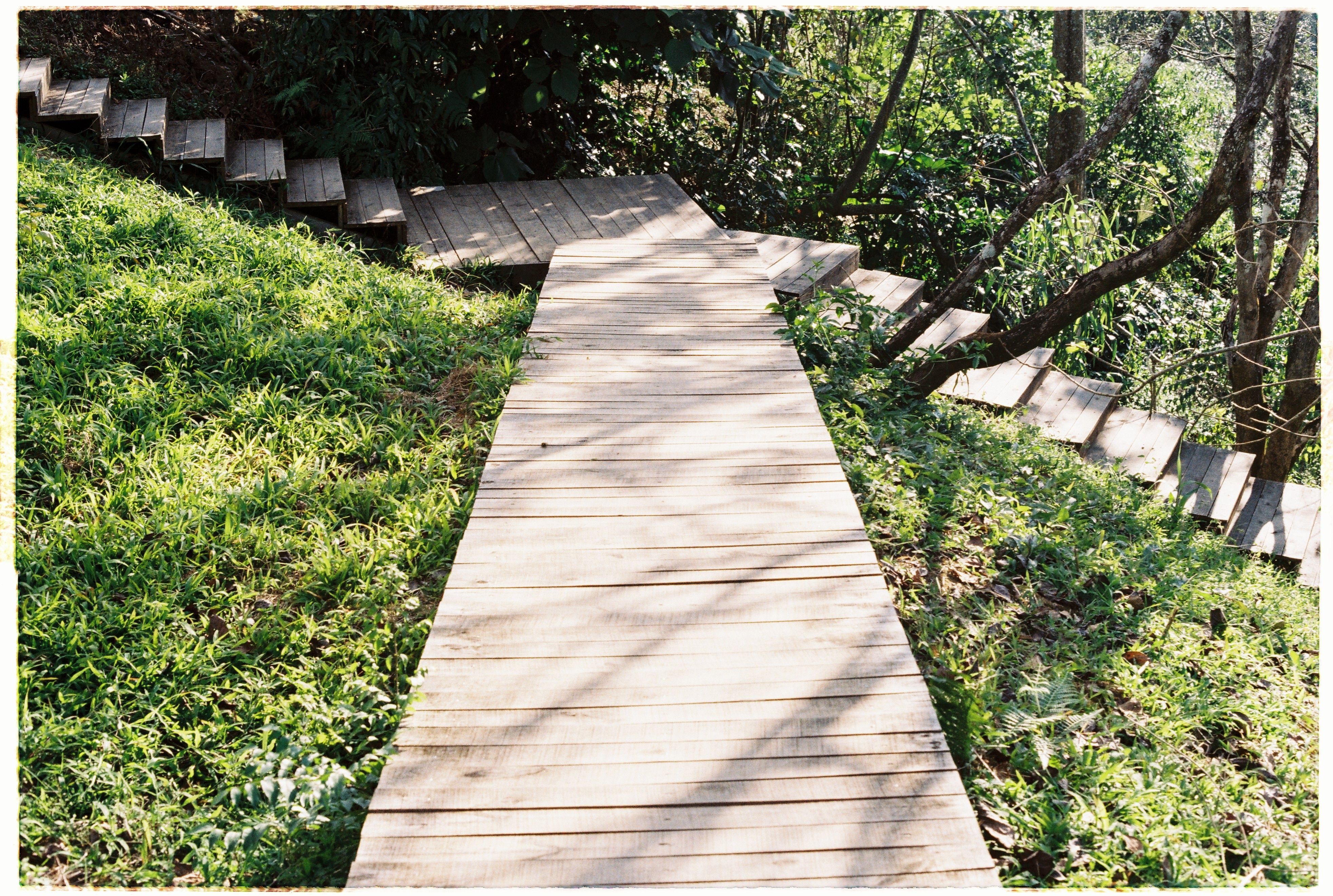 Wooden Walkway Surrounded by Green Grass and Trees · Free Stock Photo