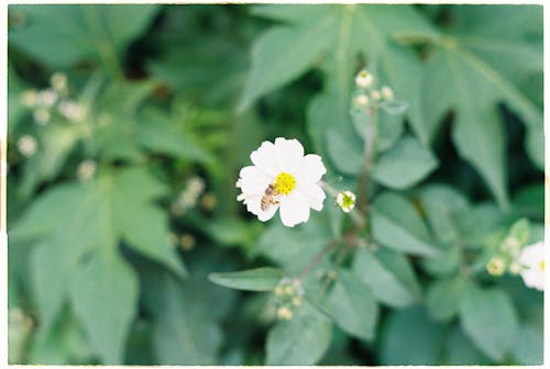 Fotobanka s bezplatnými fotkami na tému biely kvet, hmyz, makro snímku