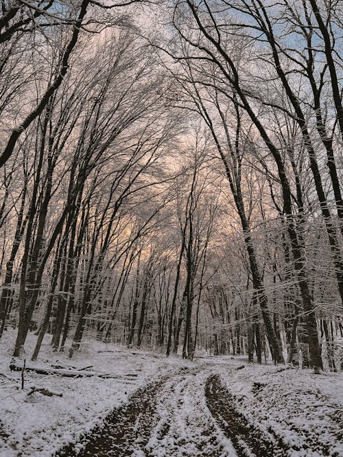 Leafless Trees on Snow Covered Dirt Road