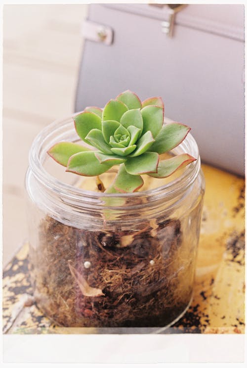Green Succulent Plant in Clear Glass Jar