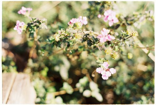 Free Beautiful pink flowers in full bloom with a soft focus background, creating a dreamy, natural scene. Stock Photo