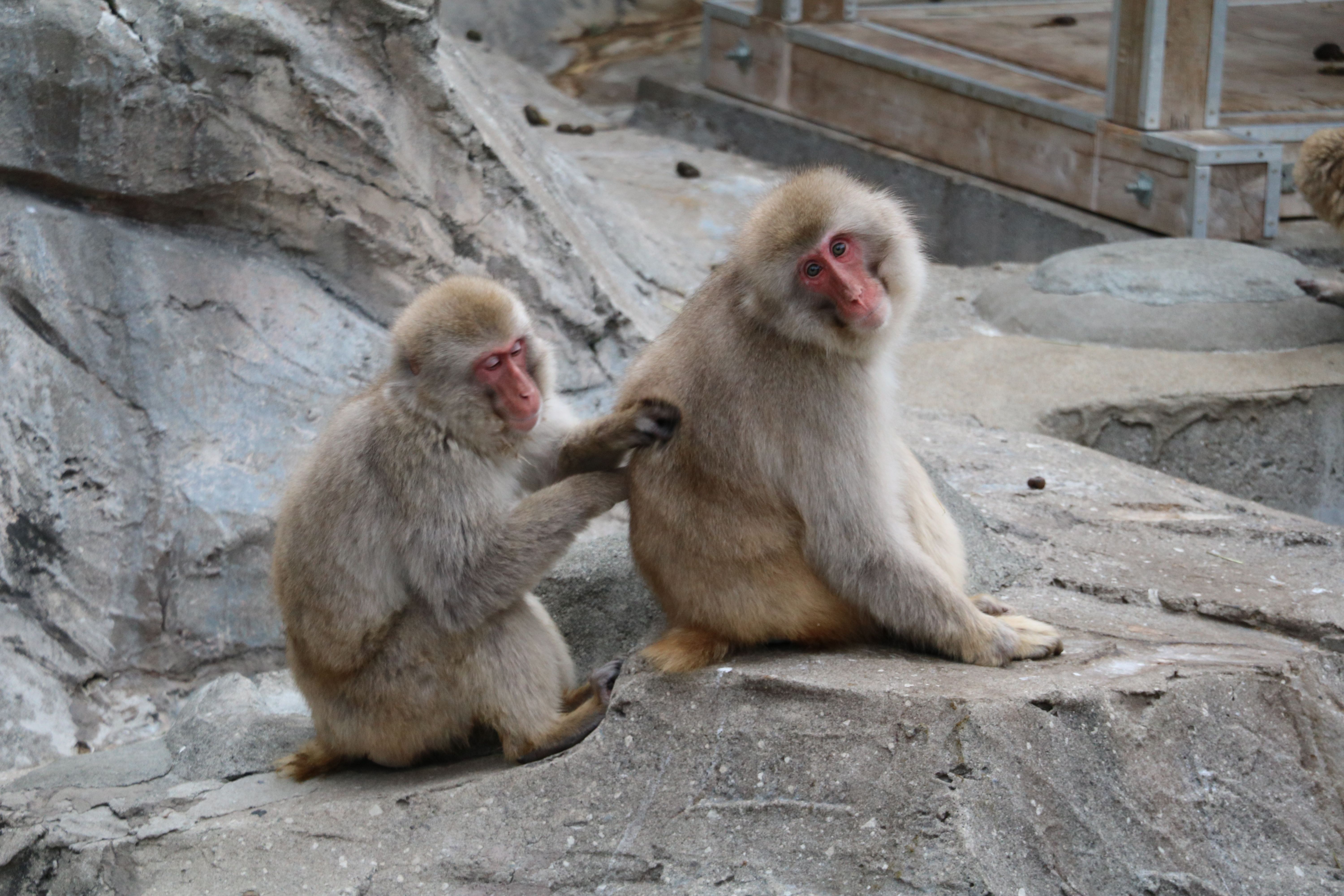 Free Stock Photo Of Monkey Red Face