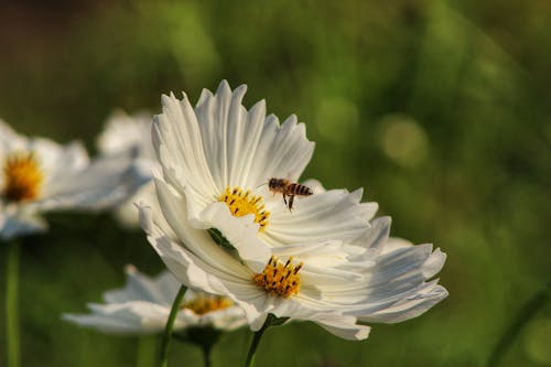 A Honey Bee Flying Around the White Flower