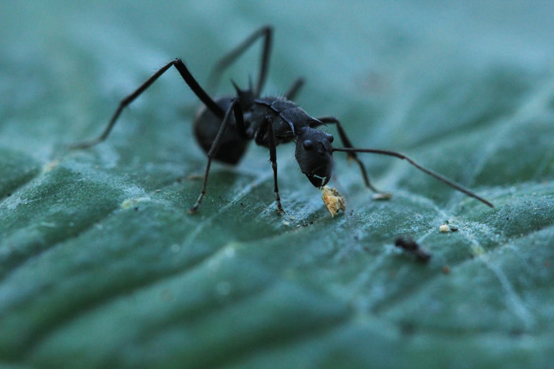 Free Black Ant Crawling on Green Leaf Stock Photo