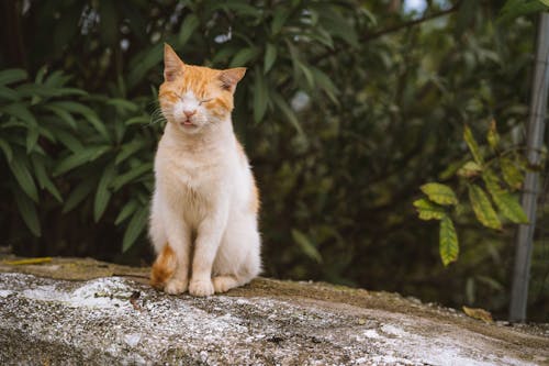 Cat Sitting on Gray Concrete Floor