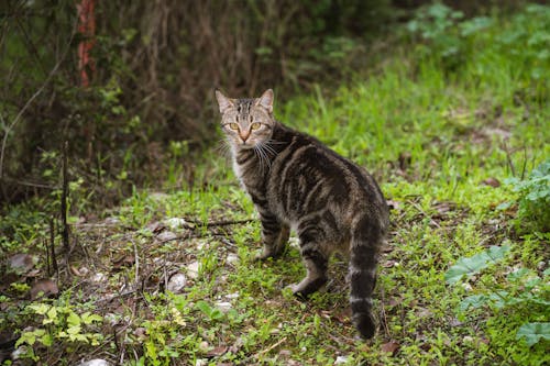 Cat Standing on Green Grass