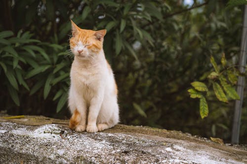 Tabby Cat with Eyes Closed