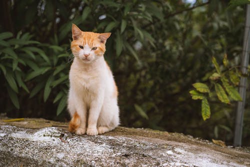 Δωρεάν στοκ φωτογραφιών με αιλουροειδές, Γάτα, γκρο πλαν