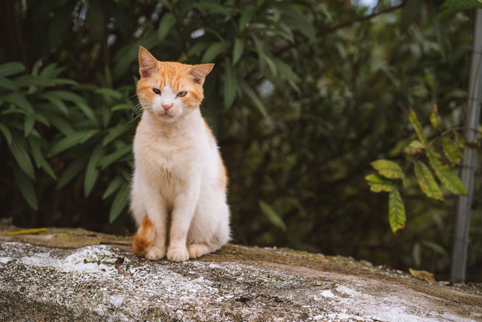 how long to quarantine cat with ringworm