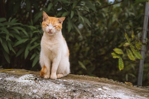 Close-Up Shot of an Orange Tabby Cat Sitting on Concrete Surface