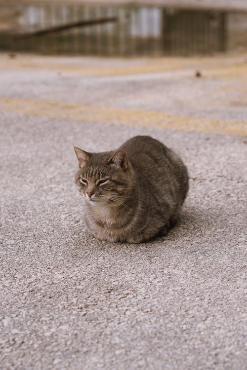 Brown Tabby Cat on Concrete Floor