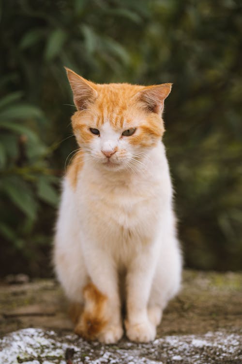 Orange with White Tabby Cat Sitting on Dirt Ground