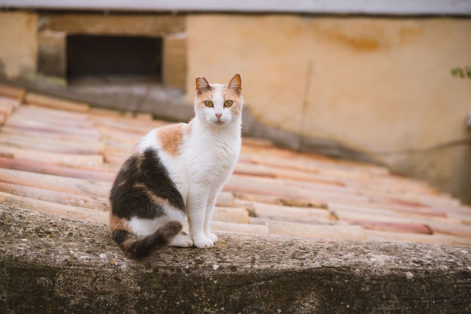 A calico cat perched on an old stone roof in Corfu, Greece, exudes charm and curiosity.