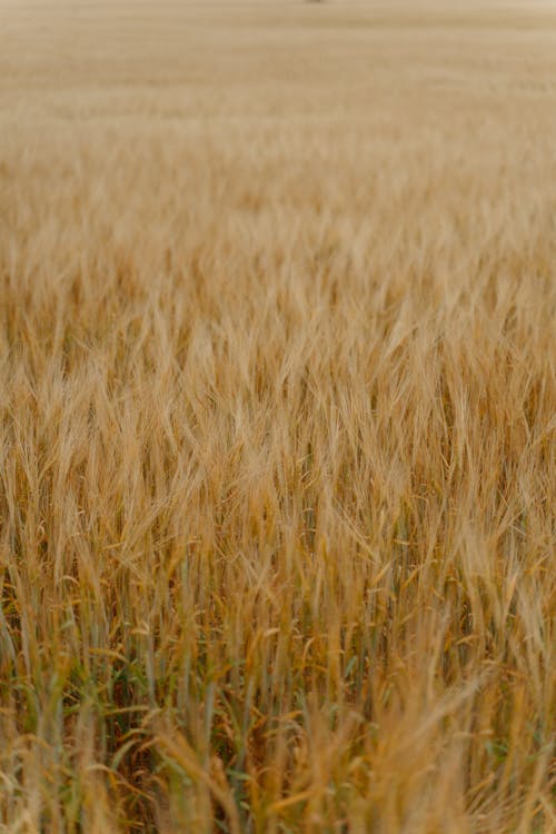 Základová fotografie zdarma na téma fotka z vysokého úhlu, hnědé pole, plodina
